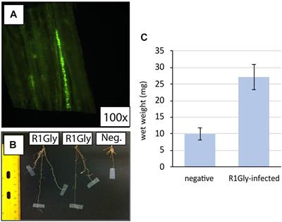 Plant Growth Promotion Diversity in Switchgrass-Colonizing, Diazotrophic Endophytes